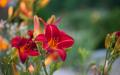 IMG_3973 deep red lilies